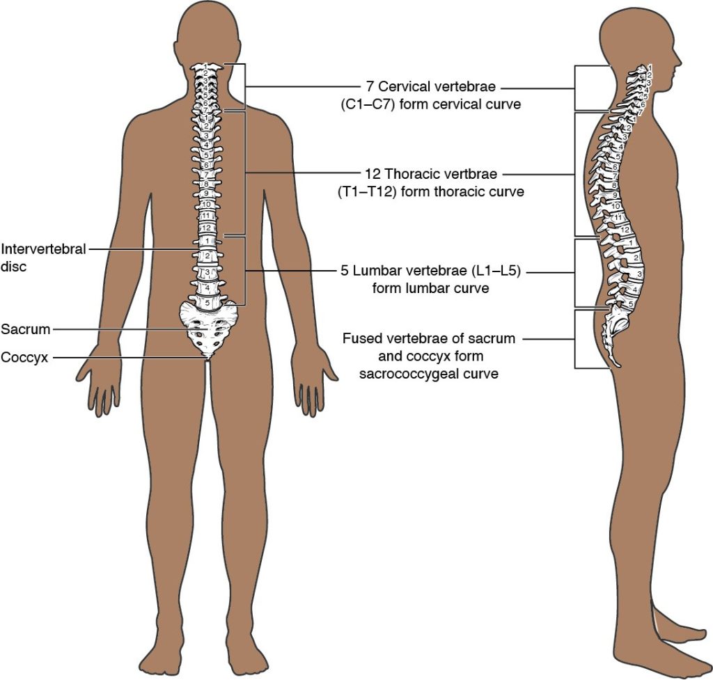 Illustration showing the outline of a human form with the vertebral column superimposed and text labels for major structures