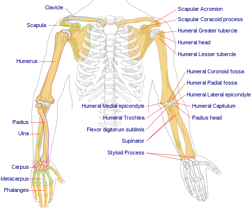 Illustration showing upper limbs and shoulders of a human skeleton with text labels for major structures