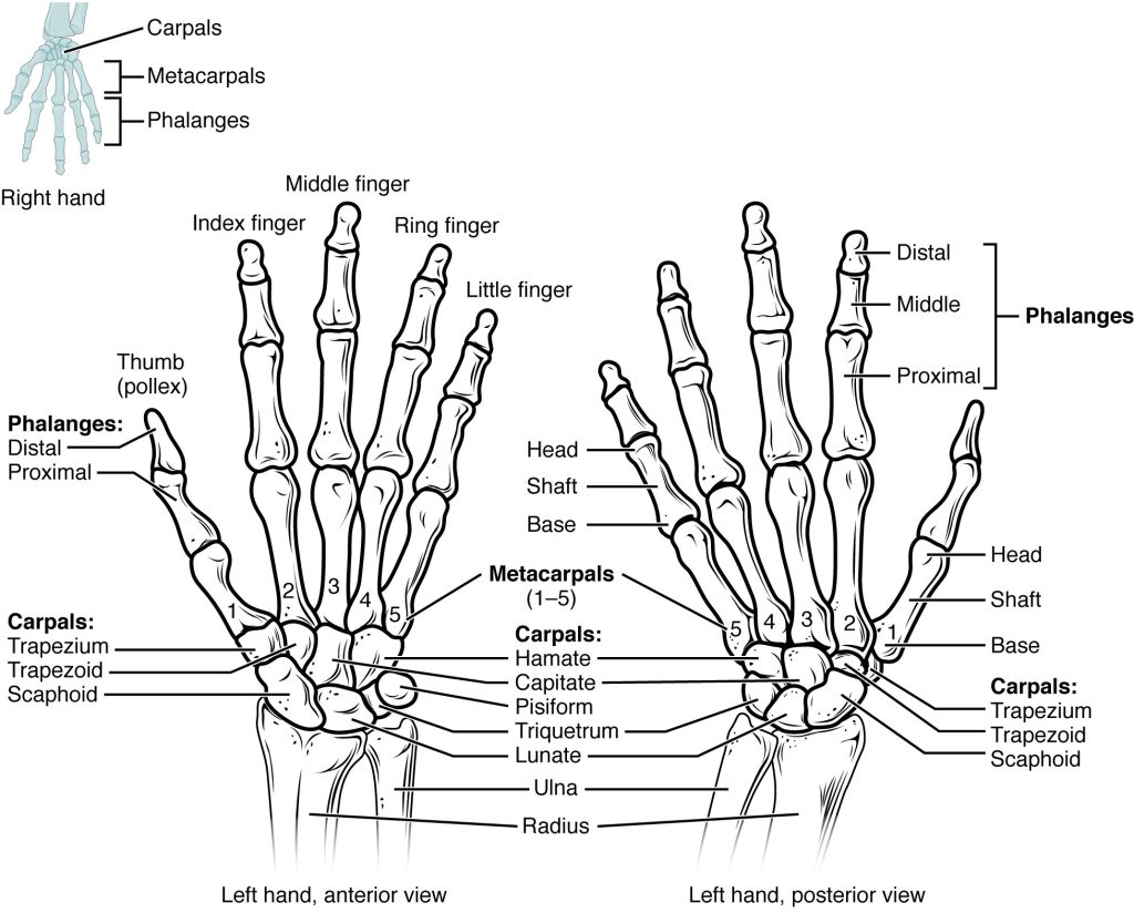 Illustration showing the Bones of the Hands, Wrist, and Fingers with text labels for major structures