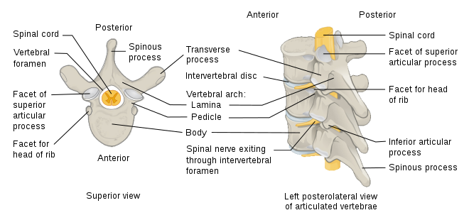 Illustration showing the superior and left posterolateral view of vertebrae with text labels for major parts