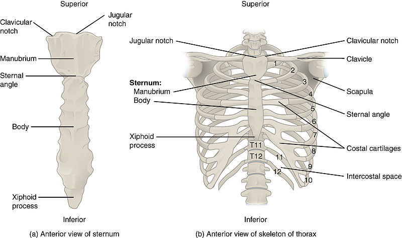 Illustration showing the thoracic cage with text labels for major structures in sternum and thorax