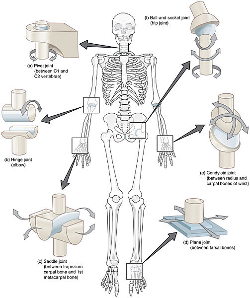 Illustration showing the Types of Synovial Joints on a human skeleton, with text labels, directional arrows and closeups for each joint