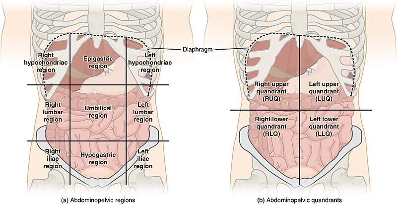 Illustration showing Abdominopelvic Quadrants and Regions with text labels for major structures