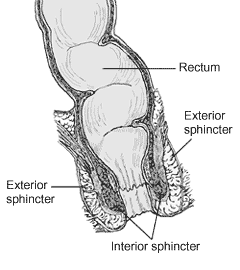 Illustration showing anatomy of the human rectum