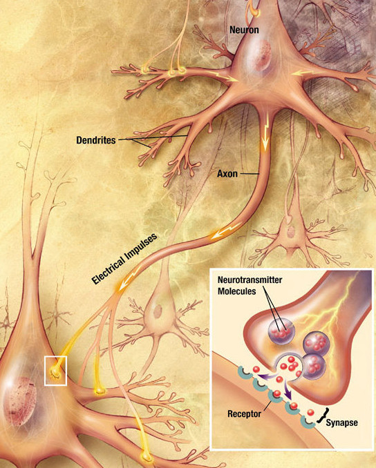 Illustration showing neuron communication with closeup inset showing receptor, synapse, and neurotransmitter molecules