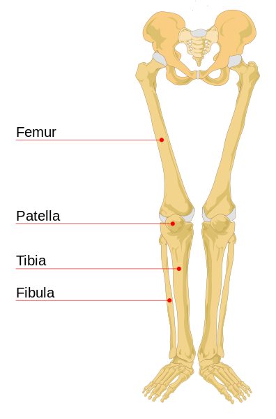 Illustration showing human pelvis, leg, and foot bones