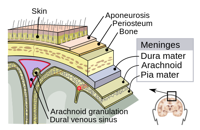 Illustration showing layers of tissue from skin to brain, with text labels for major structures including Meninges