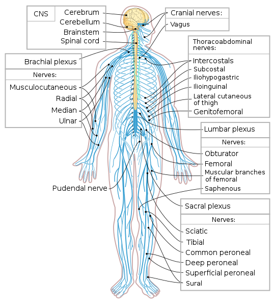 Illustration showing a human figure with superimposed nervous system. Includes text labels for major structures.