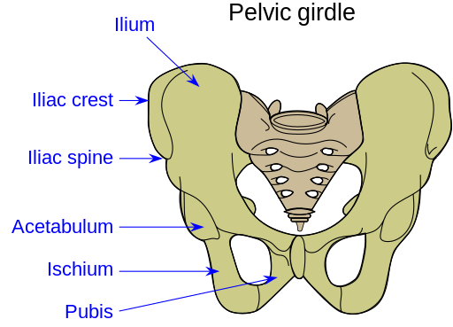 Illustration showing the pelvic girdle with text labels for major structures