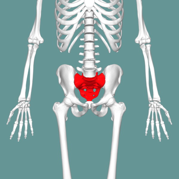 Illustration showing a the human sacrum highlighted on a skeleton