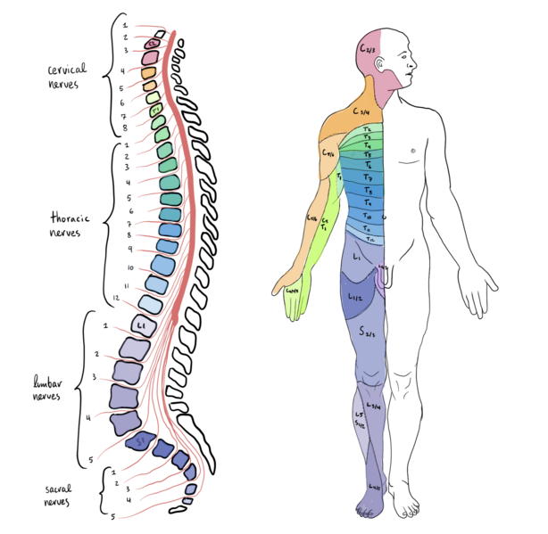 Illustration showing human spinal column next to a figure of a human, with text labels to indicate spinal nerve locations and areas of the body they correlate to