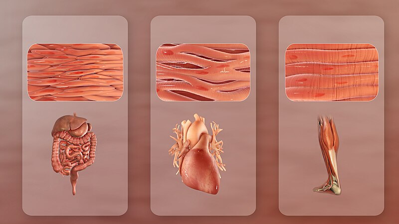Illustration showing closeups of smooth, cardiac, and skeletal muscle tissues, along with where they are found on the body
