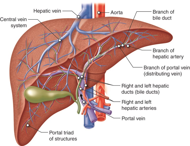 Illustration showing Hepatic Portal Circulation within a human liver with text labels for major structures