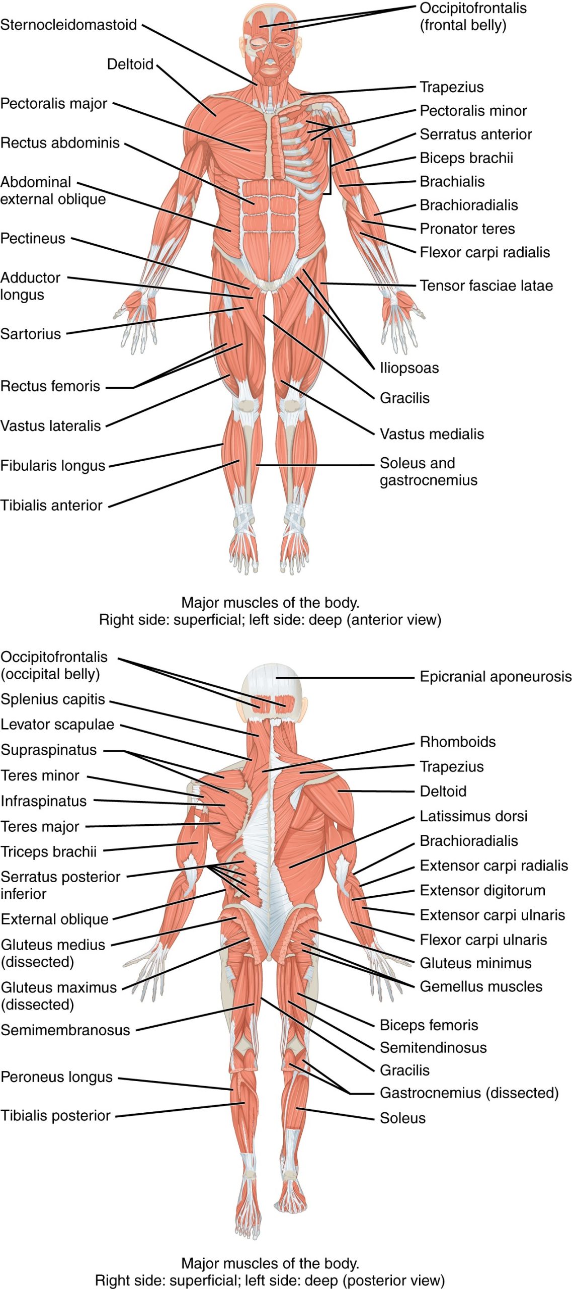 Illustration of the human muscular system with text labels for major structures