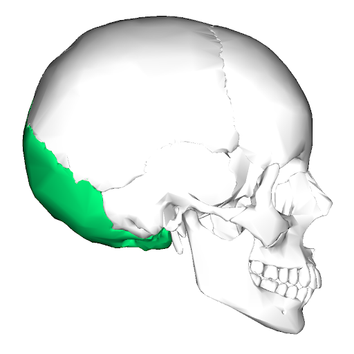 Illustration showing a human skull with area of occipital bone colored in to stand out