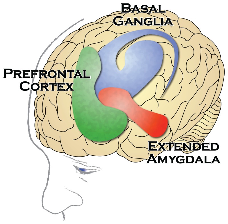 Image showing the Regions of the Brain Associated with Substance Use Disorder