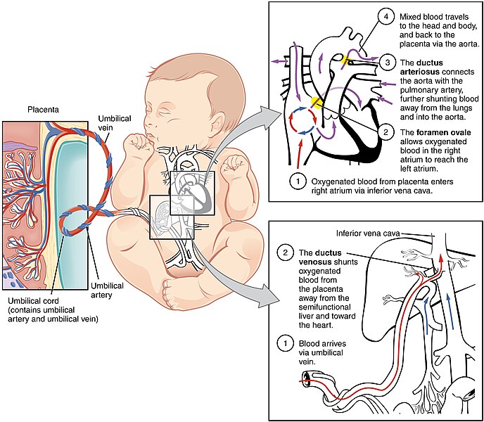 Illustration showing major parts of fetal circulation in a simulation infant patient with text labels