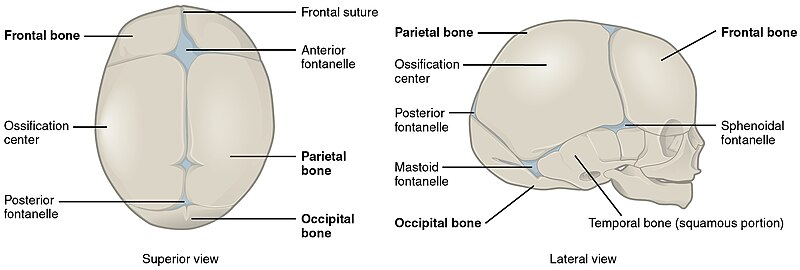 Illustration showing a newborn skull with text labels for major parts