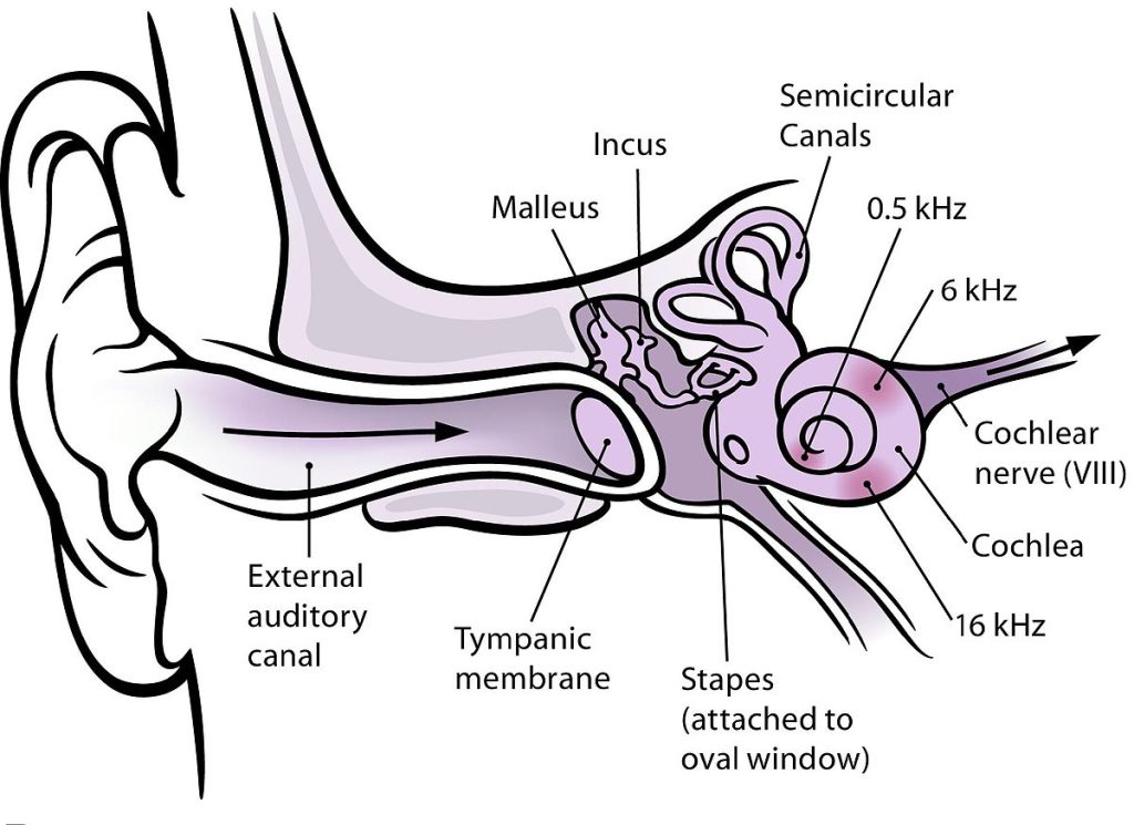 Illustration showing External Auditory Canal and Associated Structures