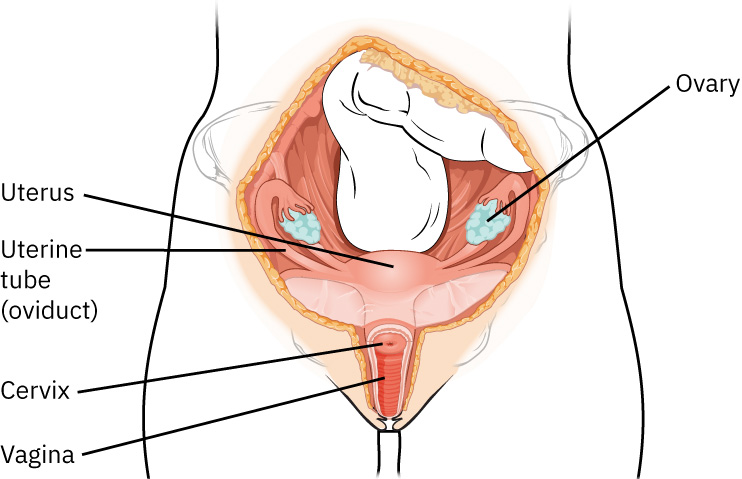 Illustration showing female reproductive system with text labels for major parts