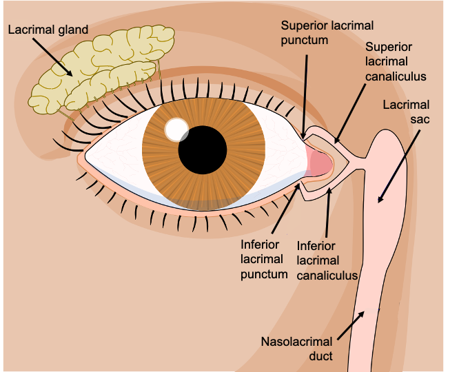 Illustration showing Nasolacrimal Duct and Associated Structures