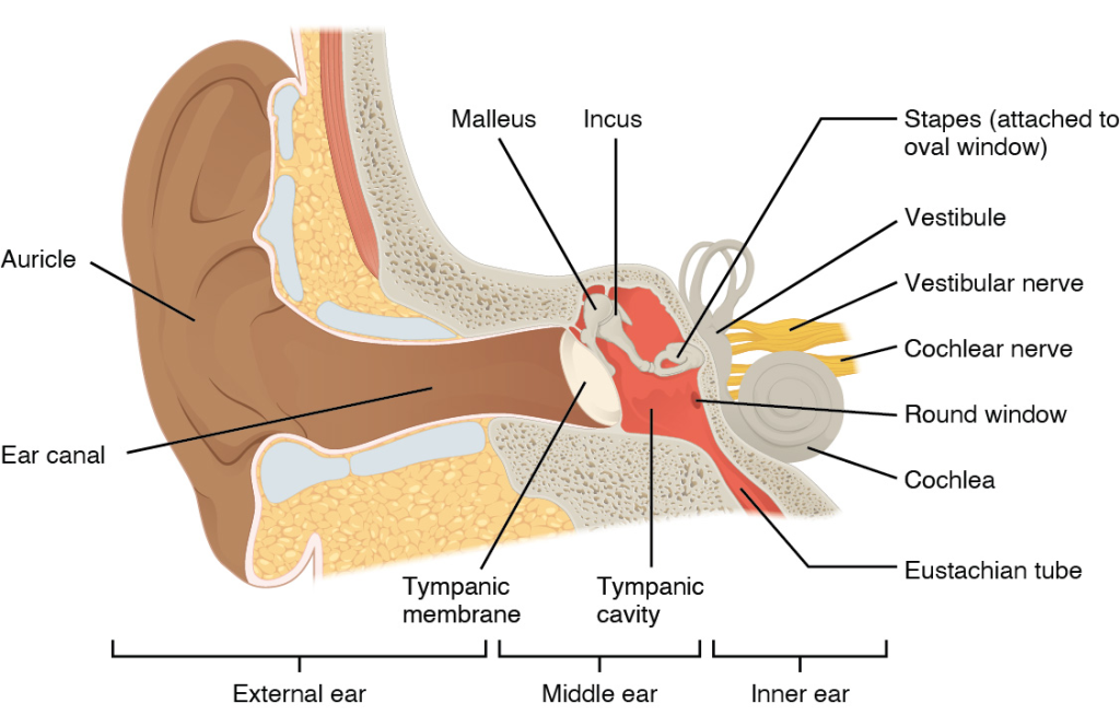 Illustration showing the anatomy of the ear