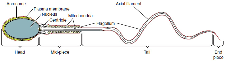 Illustration showing structure of sperm cell