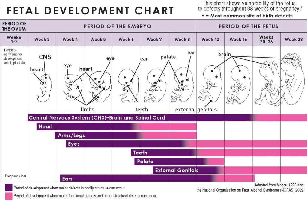 Infographic showing fetal development with text labels