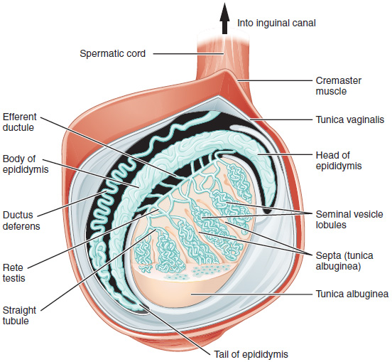 Illustration showing major parts of the testicle