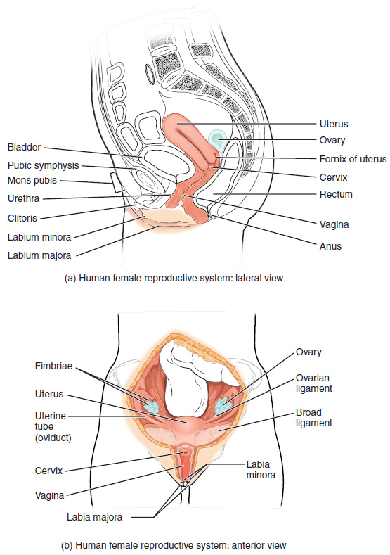 Illustration showing major parts of female reproductive system