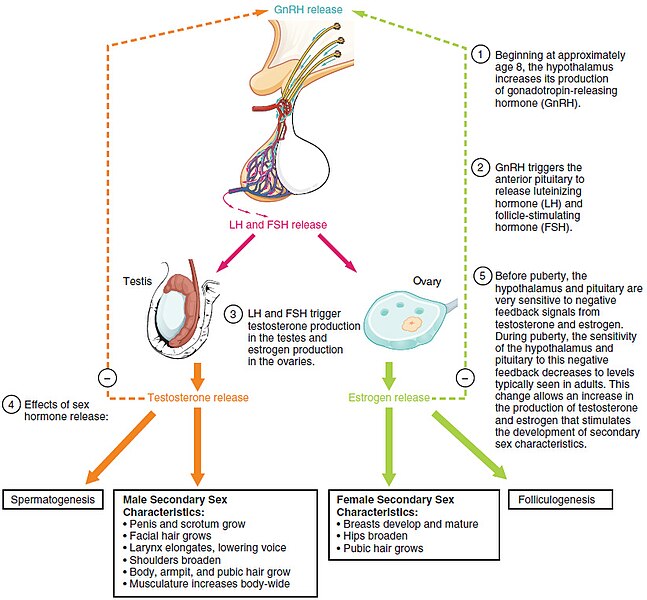 Illustration showing the process of hormones that develop secondary sex characteristics with text labels for parts and specific processes