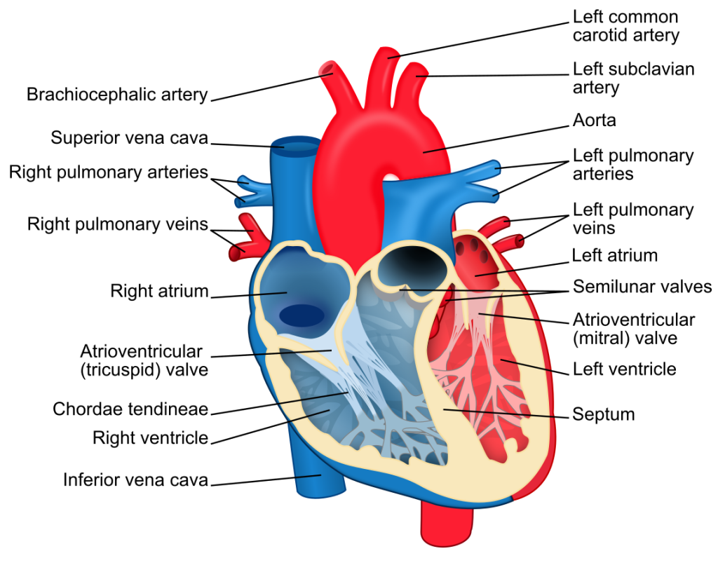 Illustration showing anatomy of the heart