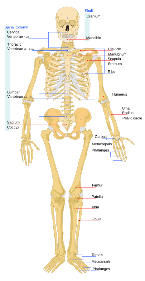 Illustration showing the skeletal system