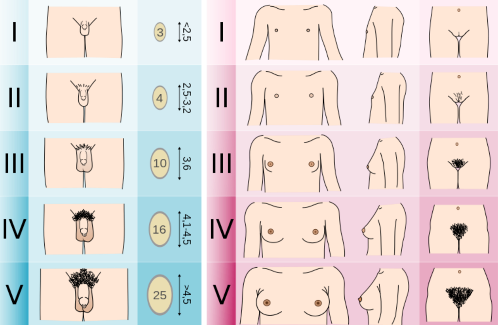 Illustrations showing Tanner staging scale for males and females