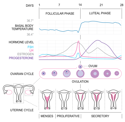 Illustration and graph depicting the phases of the menstrual cycle