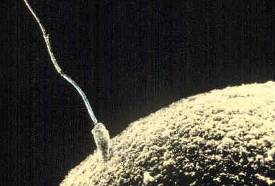 Photo showing a closeup view of a sperm touching an ovum, or conception