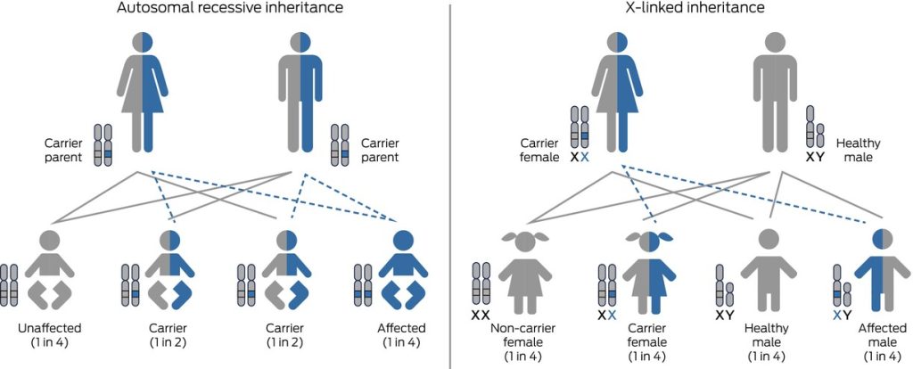 Illustration showing Autosomal Recessive or X-linked Inheritance Patterns in humans