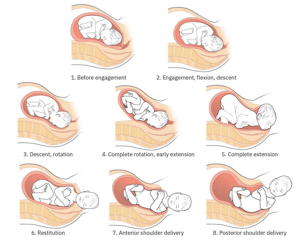 Illustration showing the mechanisms of birth in eight stages