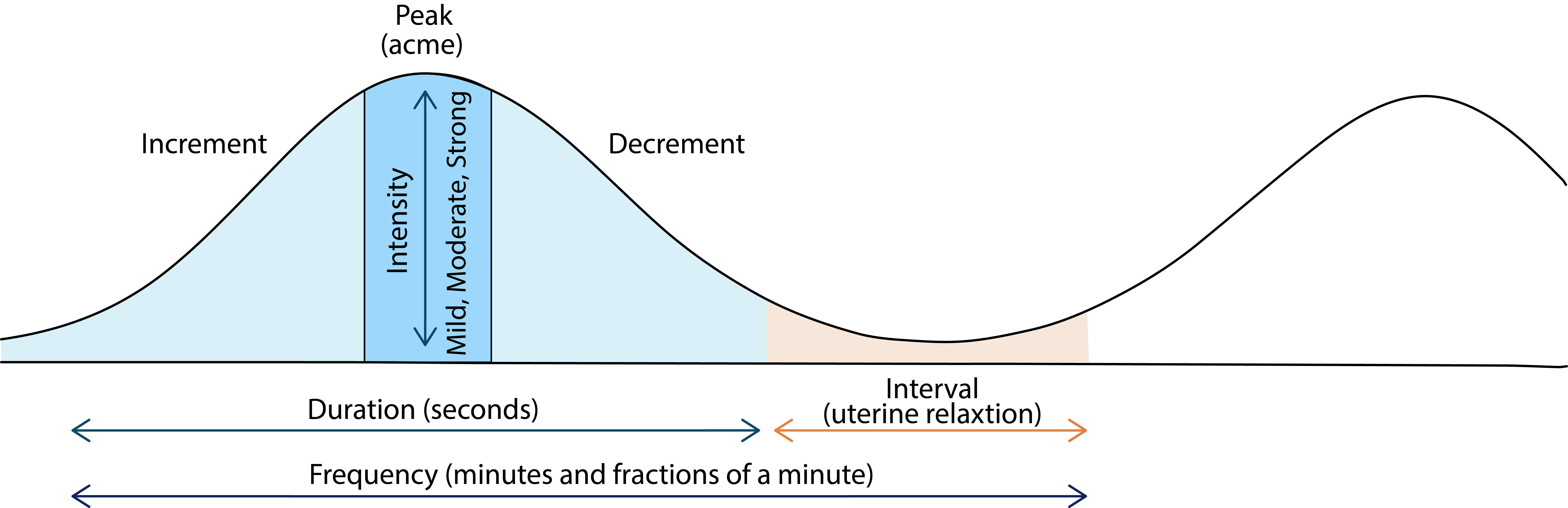 Illustration showing the contraction cycle with textual labels