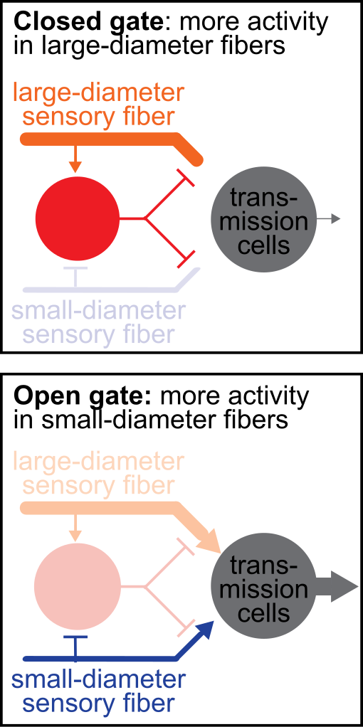 Infographic detailing the gate control theory of pain with text labels for major structures and processes