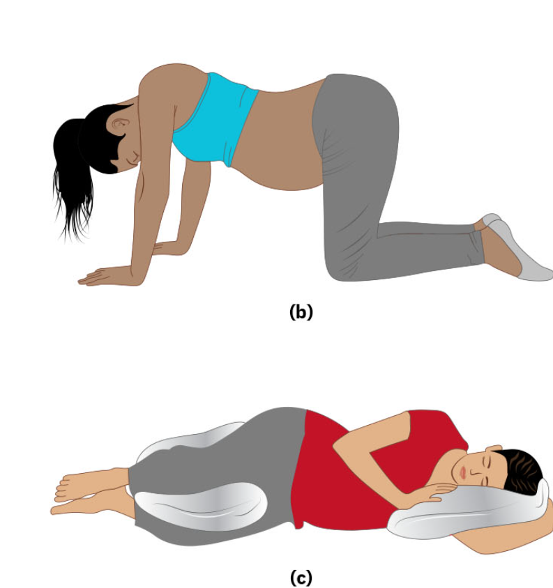 Illustration showing a pregnant female in two positions