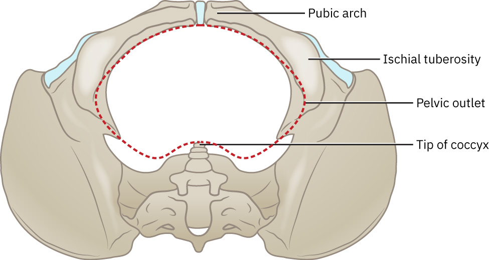 Illustration showing the pelvic outlet