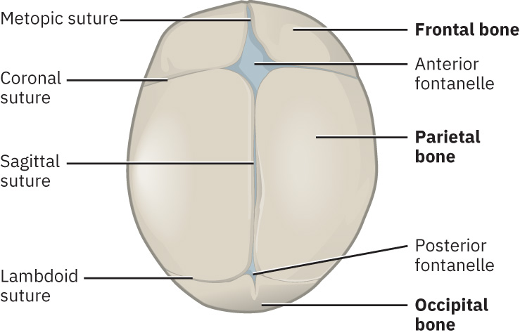 Illustration showing major structures of the fetal head