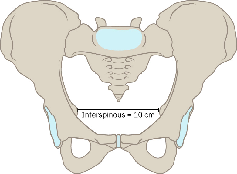 Illustration showing the midpelvis