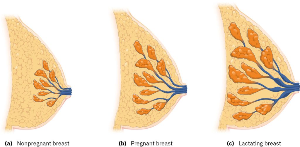 Illustration showing Postpartum Breast Changes in three stages