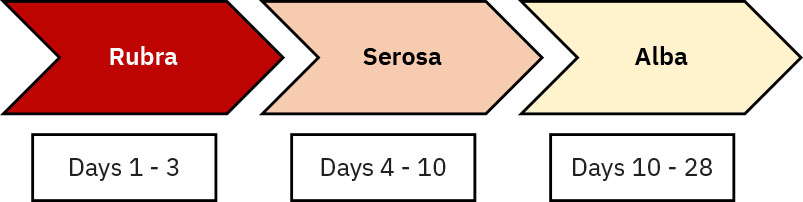 Infographic showing Stages of Lochia