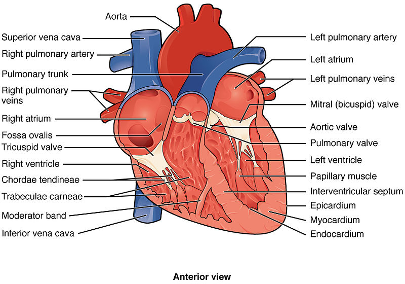 Illustration showing internal structures of the heart