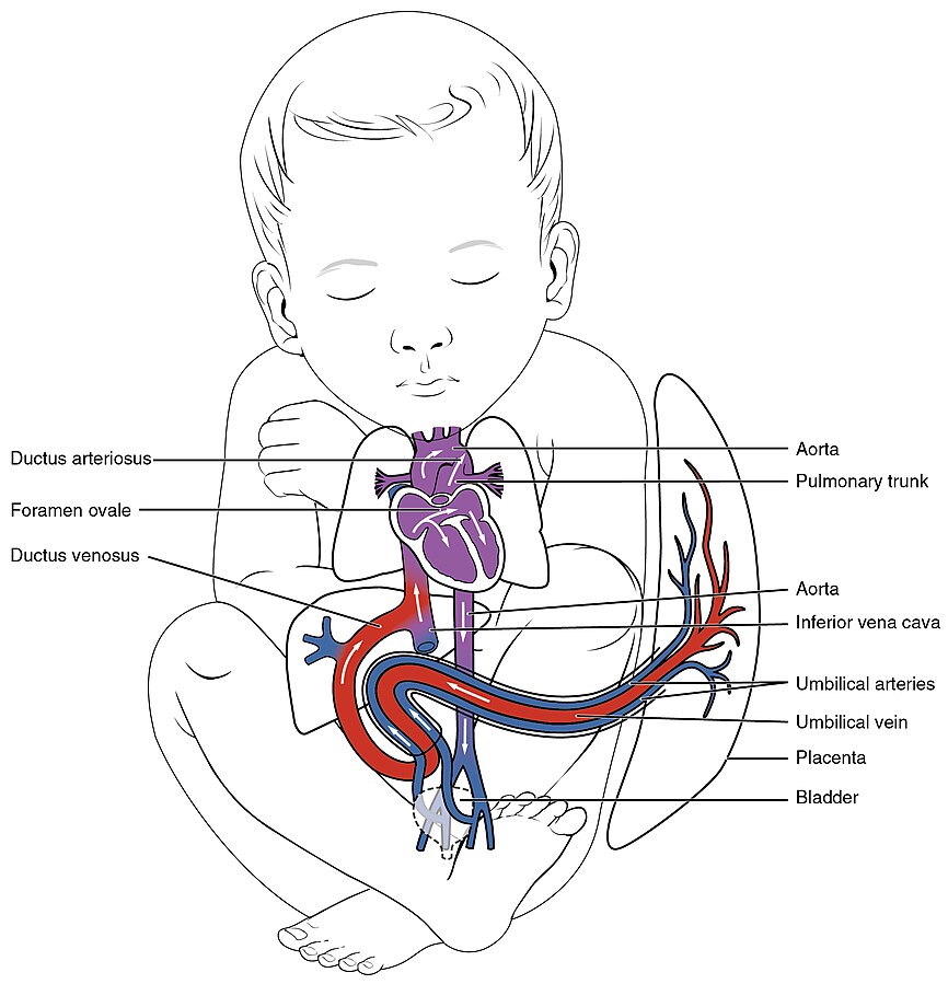 Illustration showing fetal circulation in an infant