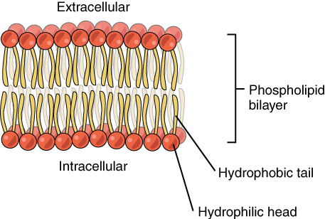 Figure 3.2 Phospholipid Bilayer Illustration showing a Phospholipid Molecule