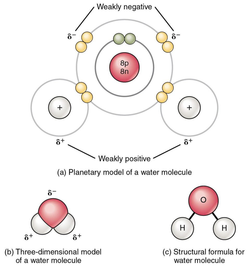 "209_Polar_Covalent_Bonds_in_a_Water_Molecule" by OpenStax College is licensed under CC BY 3.0 Illustration showing polar covalent bonds in a water molecule